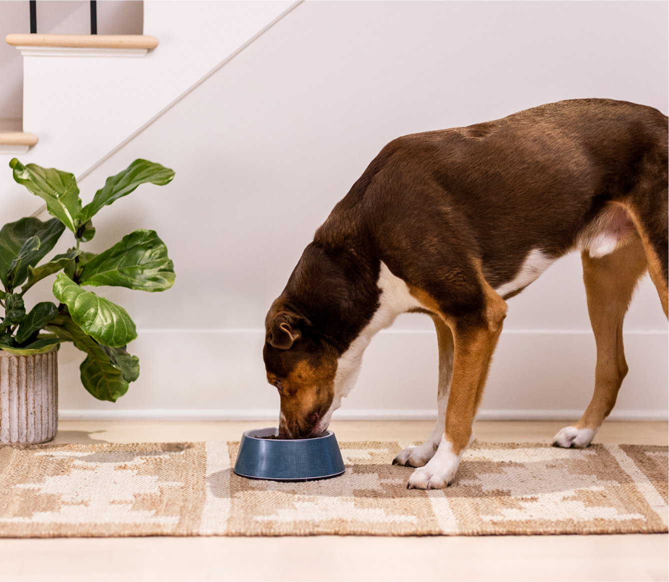 Whitefish & Ancient Grains Dog Kibble